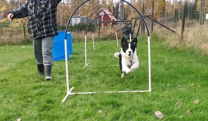 En ung Stella träner Hoopers