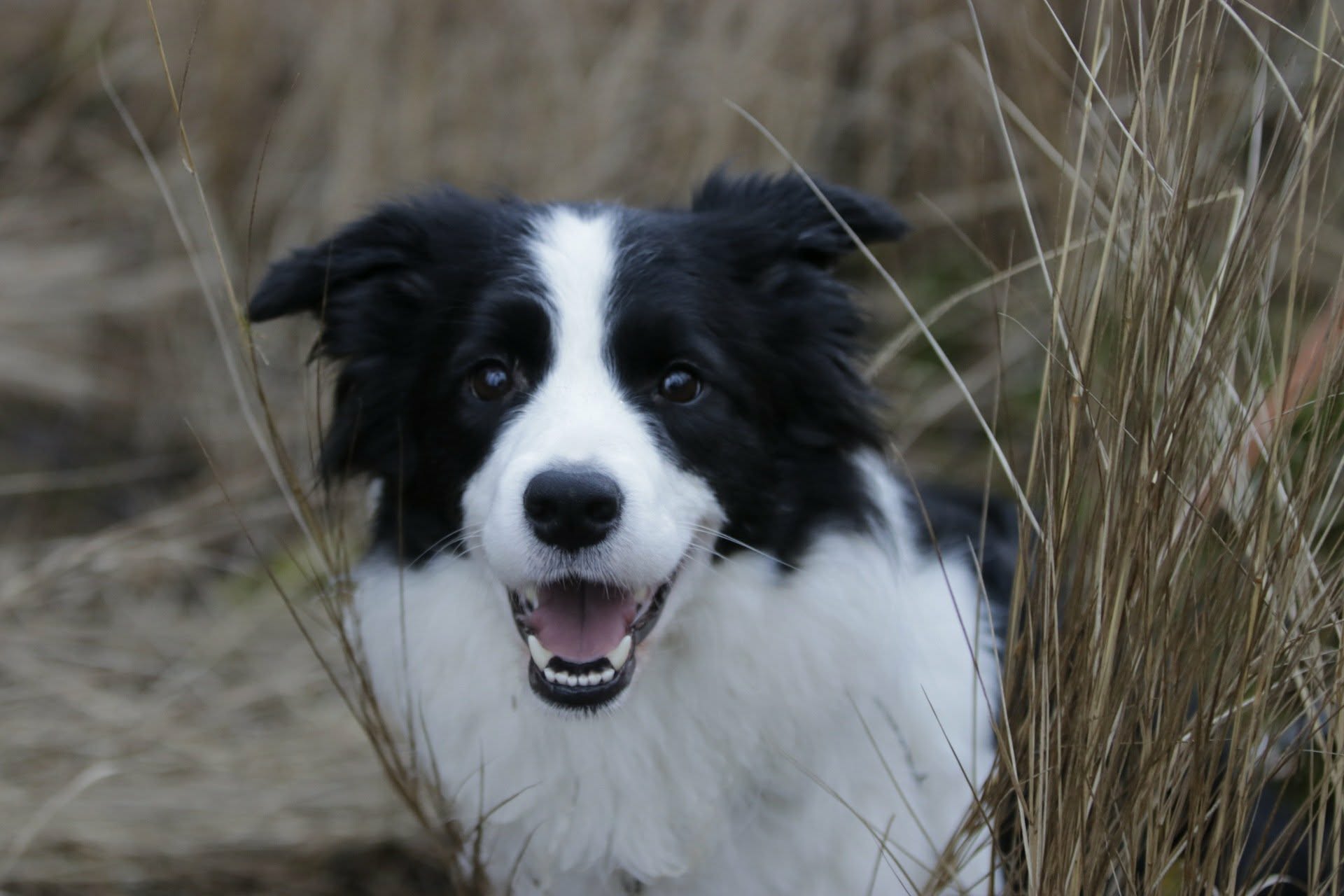 Stella