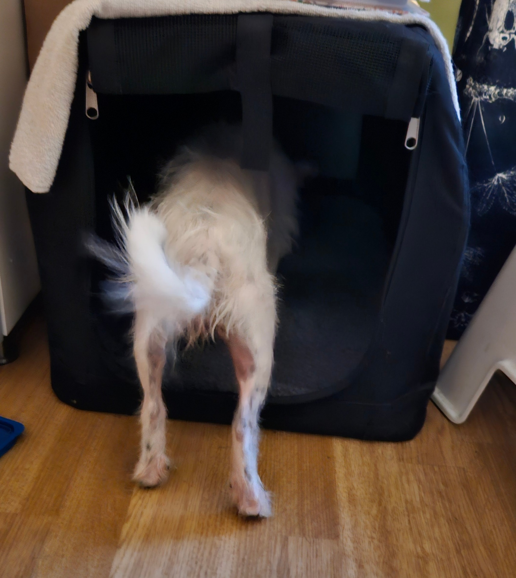Bilburs träning med Erin